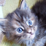 Kociak Maine Coon