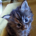 Kociak Maine Coon