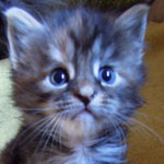Kociak Maine Coon