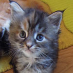 Kociak Maine Coon