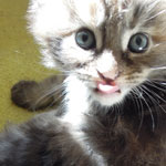 Kociak Maine Coon