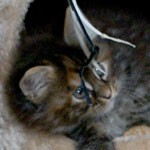 Kociak Maine Coon