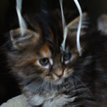 Kociak Maine Coon