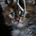 Kociak Maine Coon