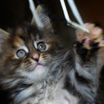 Kociak Maine Coon