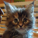 Kociak Maine Coon