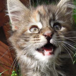 Kociak Maine Coon