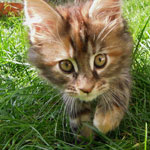 Kociak Maine Coon