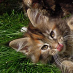 Kociak Maine Coon