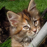 Kociak Maine Coon