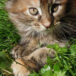 Kociak Maine Coon