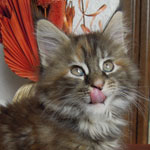 Kociak Maine Coon