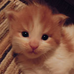 Kociak Maine Coon