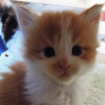 Kociak Maine Coon