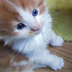 Kociak Maine Coon