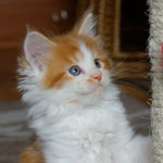 Kociak Maine Coon