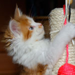 Kociak Maine Coon