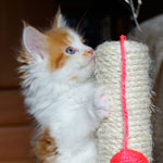 Kociak Maine Coon