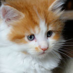 Kociak Maine Coon
