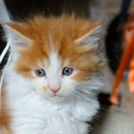 Kociak Maine Coon