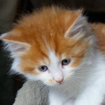 Kociak Maine Coon