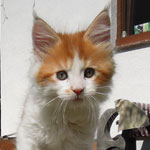 Kociak Maine Coon