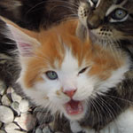 Kociak Maine Coon