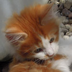 Kociak Maine Coon