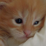 Kociak Maine Coon