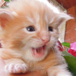 Kociak Maine Coon