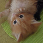 Kociak Maine Coon