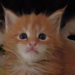 Kociak Maine Coon