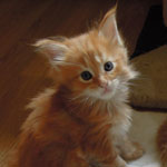 Kociak Maine Coon