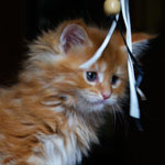 Kociak Maine Coon