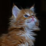 Kociak Maine Coon