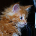 Kociak Maine Coon
