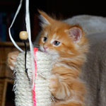 Kociak Maine Coon