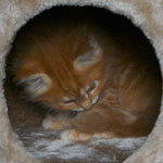Kociak Maine Coon