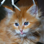 Kociak Maine Coon
