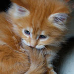 Kociak Maine Coon