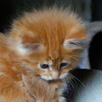 Kociak Maine Coon