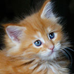 Kociak Maine Coon