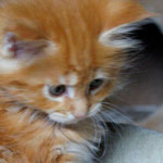 Kociak Maine Coon