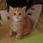 Kociak Maine Coon