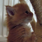 Kociak Maine Coon