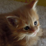 Kociak Maine Coon