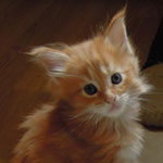 Kociak Maine Coon