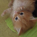 Kociak Maine Coon