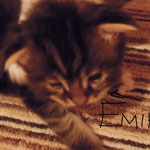 Kociak Maine Coon