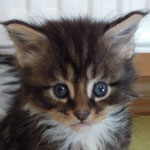 Mały Emir - Maine Coon